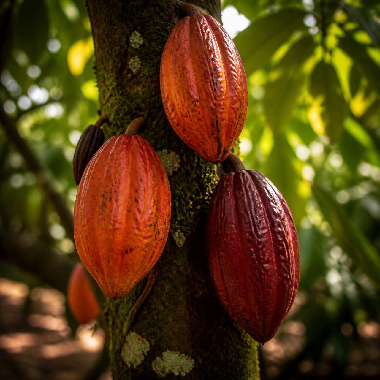 Cacau do Sul da Bahia em pleno cultivo