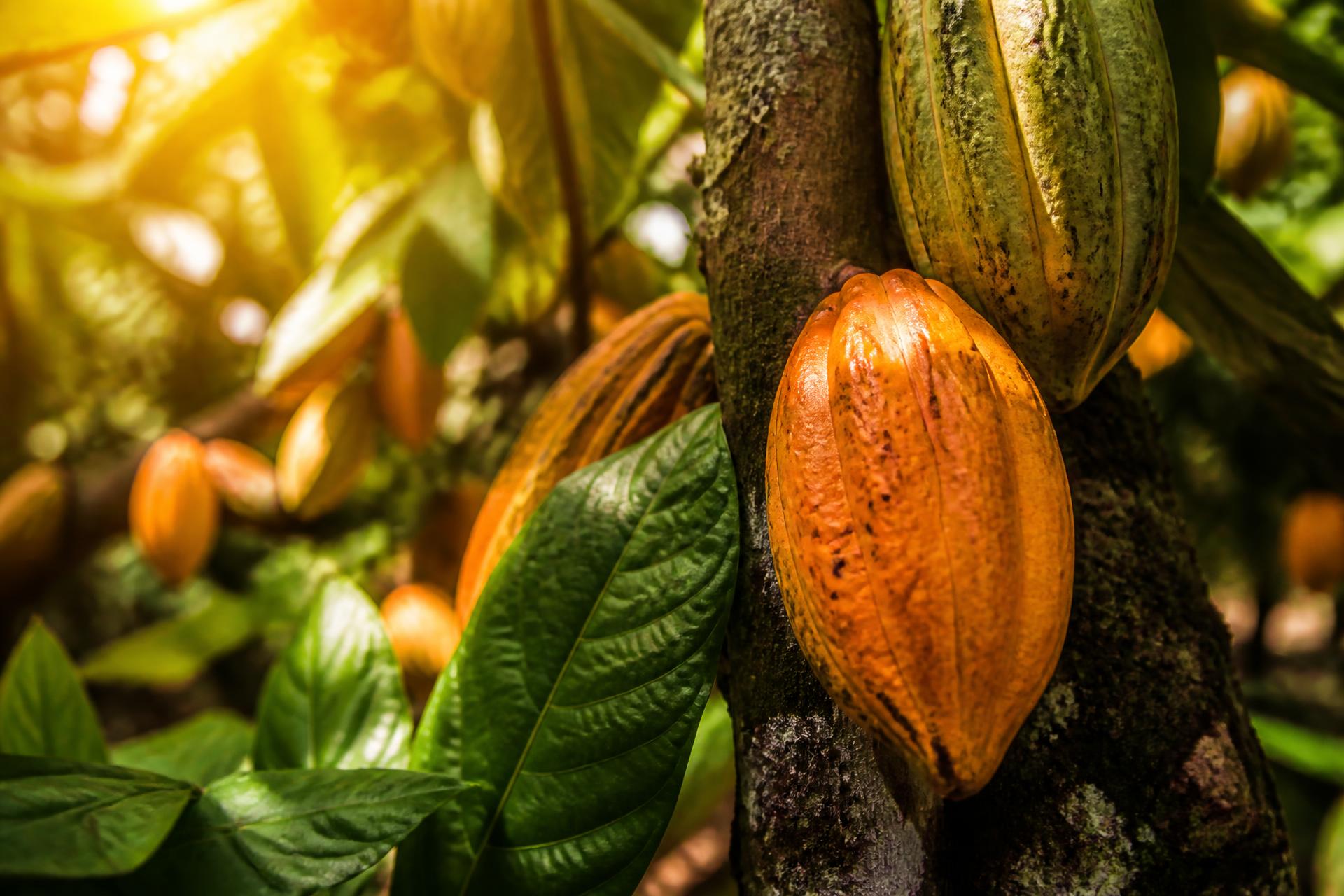 Frutos de cacau maduros no pé, Sul da Bahia
